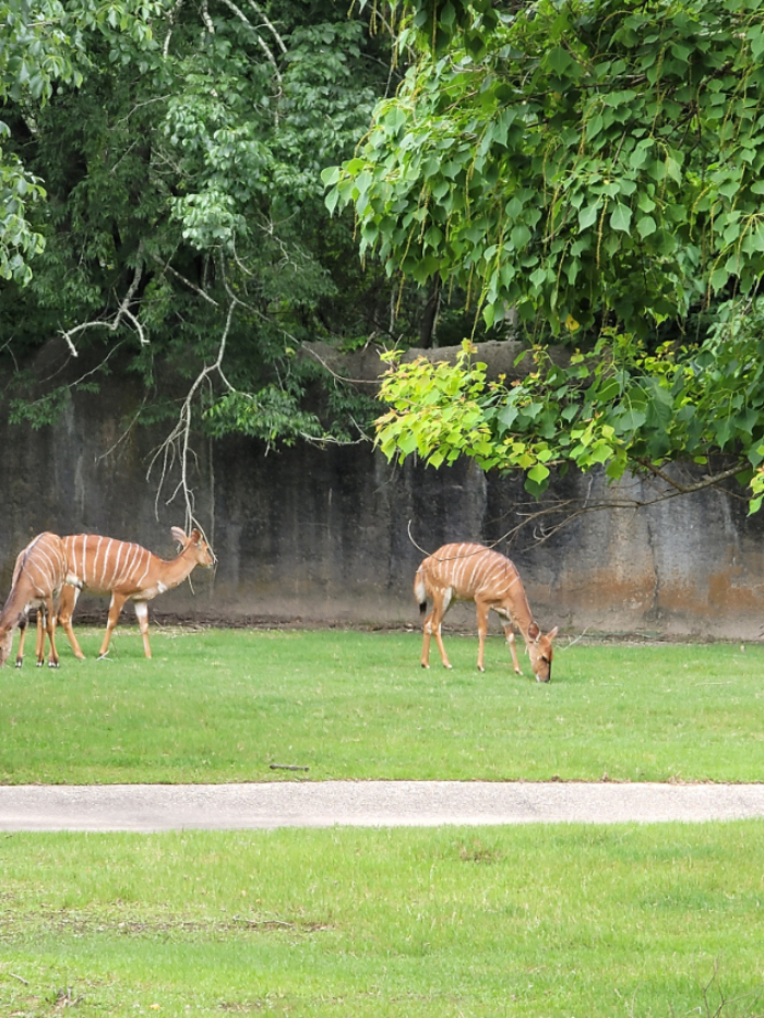 BREC's Baton Rouge Zoo BREC's Baton Rouge Zoo